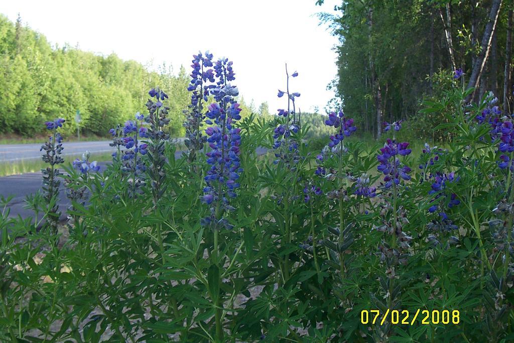 Grace And Bill'S Freedom Hills B&B Talkeetna Ngoại thất bức ảnh