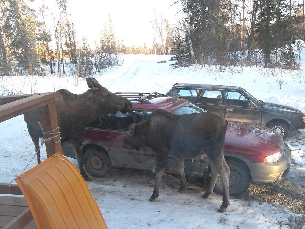 Grace And Bill'S Freedom Hills B&B Talkeetna Ngoại thất bức ảnh