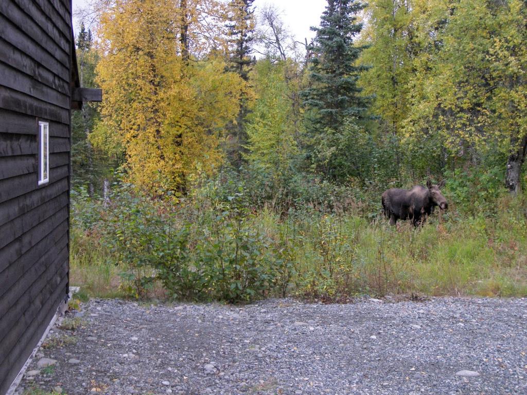 Grace And Bill'S Freedom Hills B&B Talkeetna Ngoại thất bức ảnh