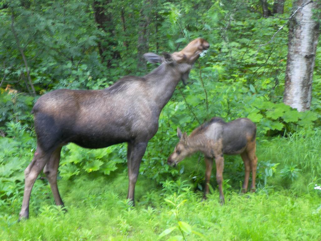 Grace And Bill'S Freedom Hills B&B Talkeetna Ngoại thất bức ảnh