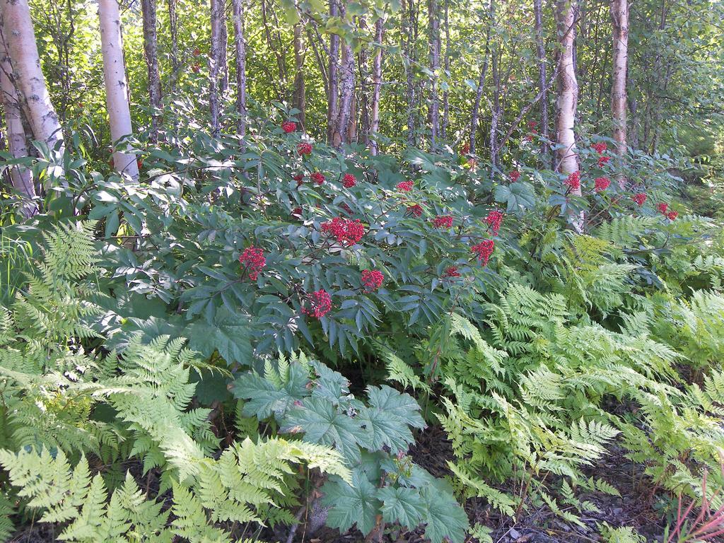 Grace And Bill'S Freedom Hills B&B Talkeetna Ngoại thất bức ảnh