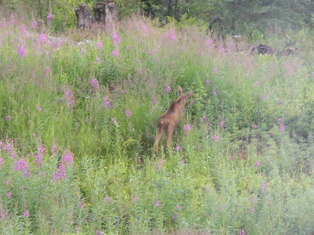 Grace And Bill'S Freedom Hills B&B Talkeetna Ngoại thất bức ảnh